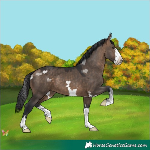 Horse Color:Brown Dun 