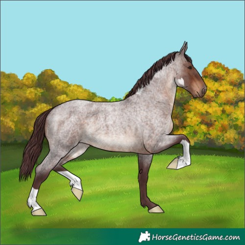 Horse Color:Chocolate Brown Roan 