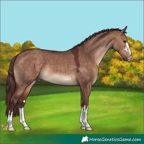 Horse Color:Chocolate Bay Dun 