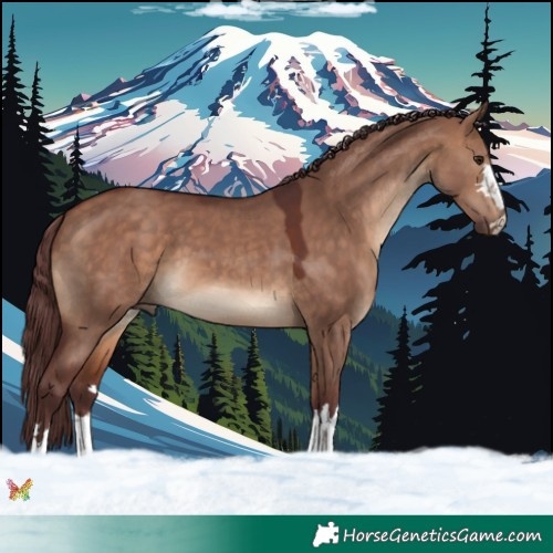 Horse Color:Chocolate Bay Dun 
