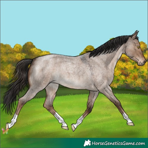 Horse Color:Liver Red Dun Roan 