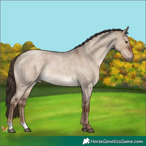 Horse Color:Liver Red Dun Roan 