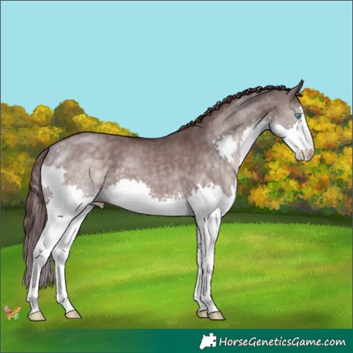 Horse Color:Platinum Chocolate Brown Dun Splash 