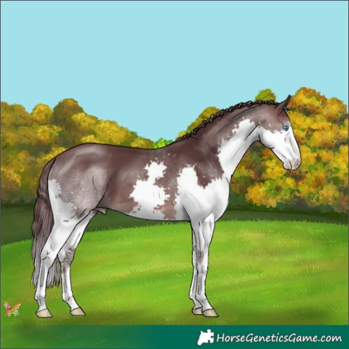Horse Color:Platinum Chocolate Brown Splash 