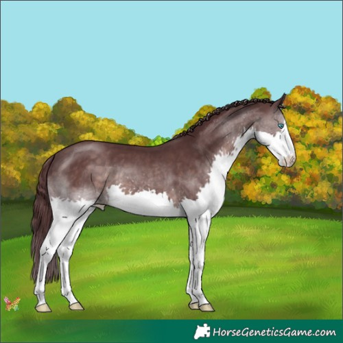 Horse Color:Platinum Chocolate Brown Splash 