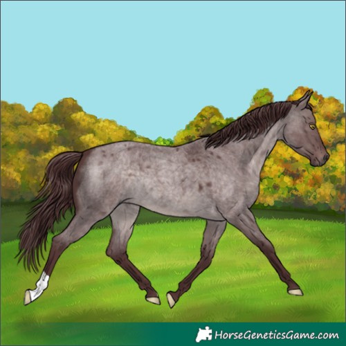 Horse Color:Platinum Chocolate Brown Roan Dun 