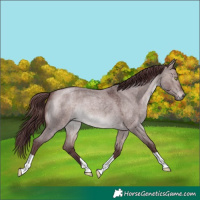 Horse Color:Platinum Chocolate Brown Roan Dun 
