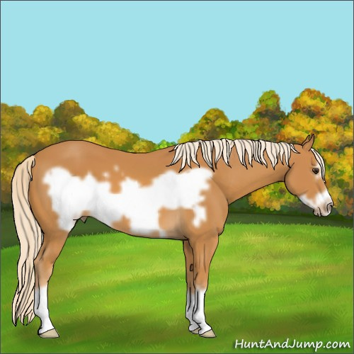 Horse Color:Palomino Frame 