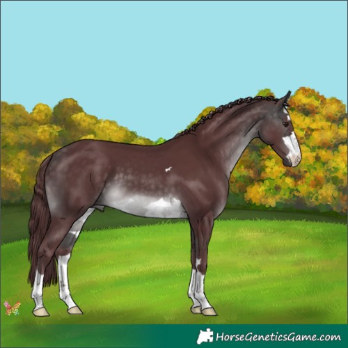 Horse Color:Platinum Chocolate Buckskin 