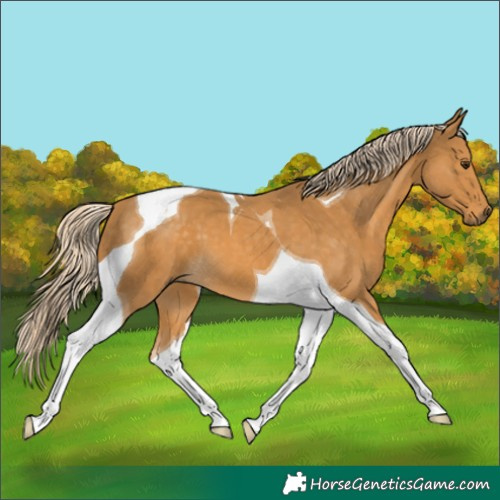 Horse Color:Palomino Tobiano 