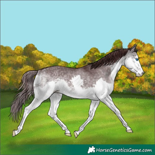 Horse Color:Platinum Chocolate Buckskin Dun Splash 