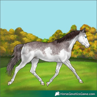 Horse Color:Platinum Chocolate Buckskin Dun Splash 