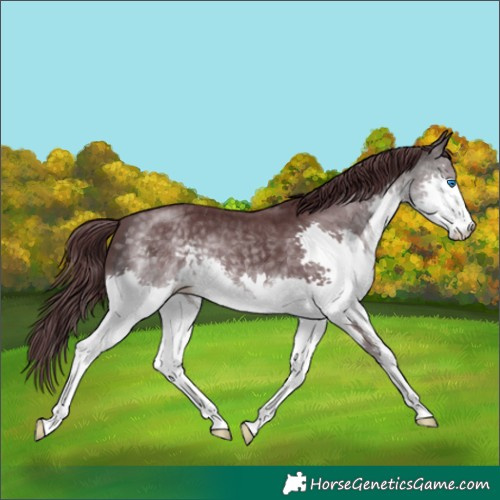 Horse Color:Platinum Chocolate Buckskin Splash 