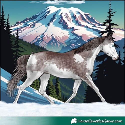 Horse Color:Platinum Chocolate Buckskin Splash 
