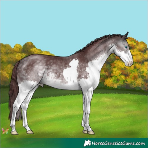 Horse Color:Platinum Chocolate Buckskin Splash 