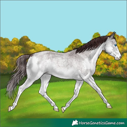Horse Color:Platinum Chocolate Buckskin Roan Splash 