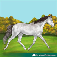 Horse Color:Platinum Chocolate Buckskin Roan Splash 
