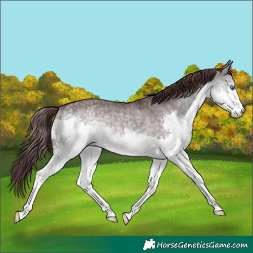 Horse Color:Platinum Chocolate Buckskin Dun Splash 
