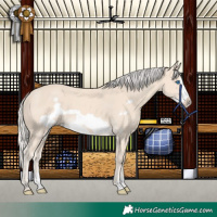 Horse Color:Cremello Frame
