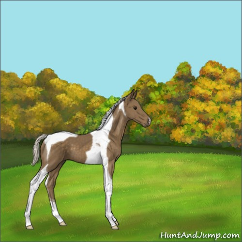 Horse Color:Silver Smoky Black Tobiano 