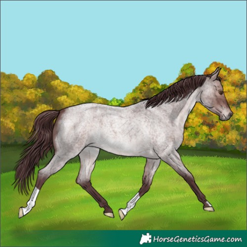 Horse Color:Platinum Chocolate Brown Roan 
