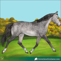 Horse Color:Platinum Buckskin 