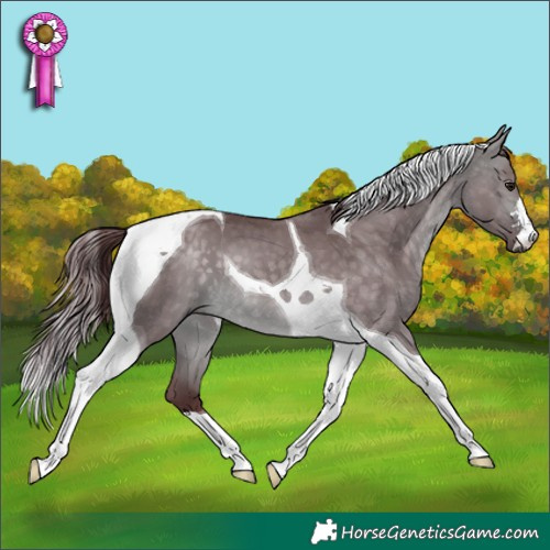 Horse Color:Platinum Chocolate Buckskin Dun Tobiano 