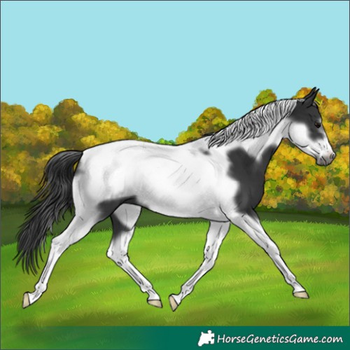 Horse Color:Black Tobiano Frame