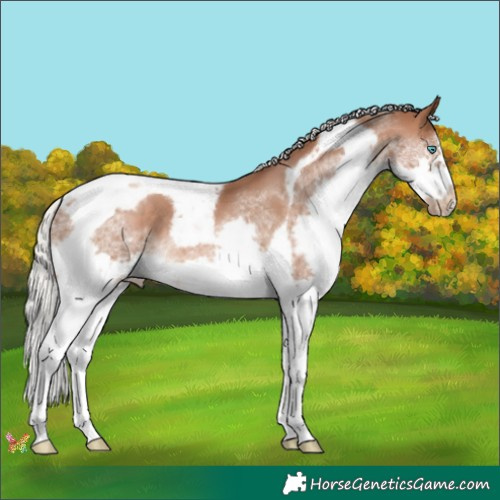Horse Color:Silver Brown Pearl Splash Tobiano Frame 
