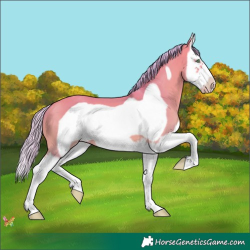 Horse Color:Watercolor Silver Sable Champagne Dun Splash Frame 