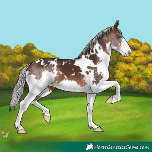 Horse Color:White Spotted Silver Brown Splash 