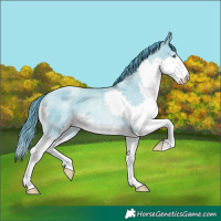 Horse Color:Amber Cream Champagne Roan Pearl Splash 