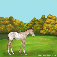 Horse Color:Buckskin Pearl Blanket Rabicano
