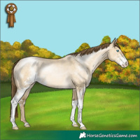 Horse Color:Buckskin Pearl Dun Sabino Rabicano
