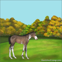 Horse Color:Brown Dun Sabino