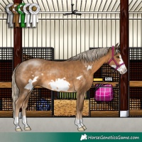 Horse Color:Chocolate Palomino Frame