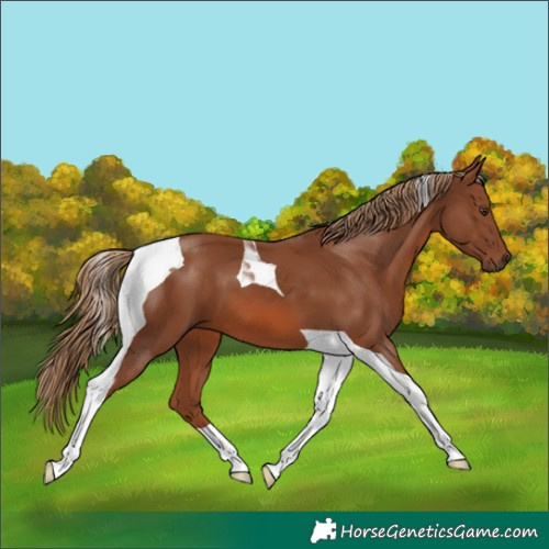 Horse Color:Chestnut Tobiano 
