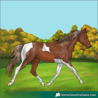 Horse Color:Chestnut Tobiano