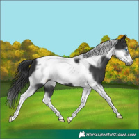 Horse Color:Black Tobiano Frame