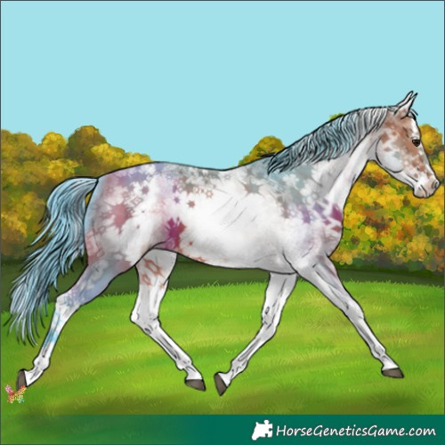 Horse Color:Watercolor White Spotted Bay Sabino Splash 