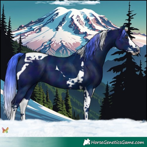 Horse Color:Watercolor Midnight Liver Chestnut Splash Tobiano