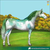 Horse Color:Watercolor Buckskin Onyx Splash Tobiano