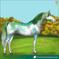 Horse Color:Watercolor Buckskin Onyx Splash Tobiano