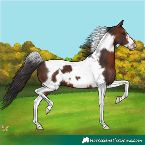 Horse Color:Bay Tobiano Frame 