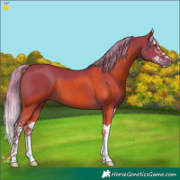 Horse Color:Watercolor Liver Chestnut Splash