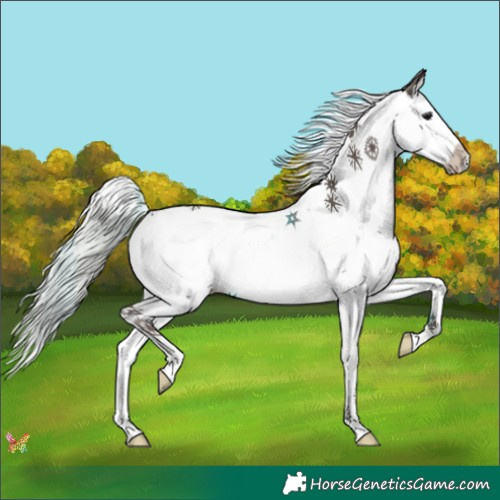 Horse Color:Silver Black Splash 