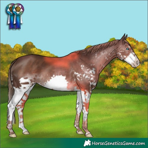 Horse Color:Liver Chestnut Splash 