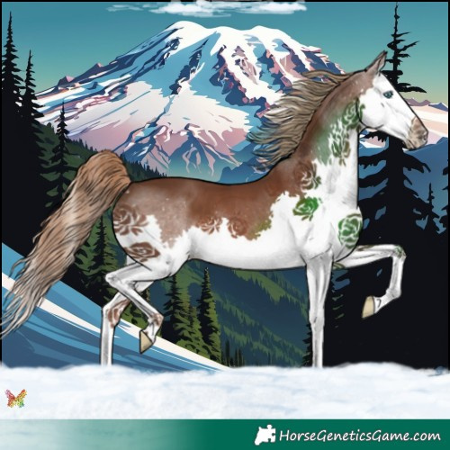 Horse Color:Liver Chestnut Splash 