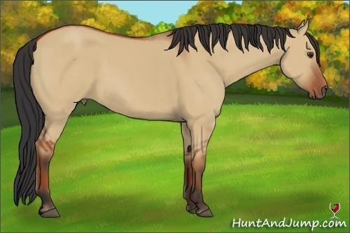 Horse Color:Bay Dun Sabino 