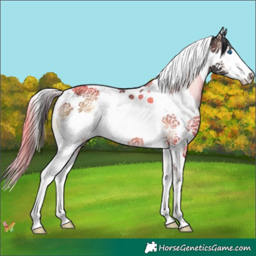 Horse Color:Brown Onyx Splash Tobiano 